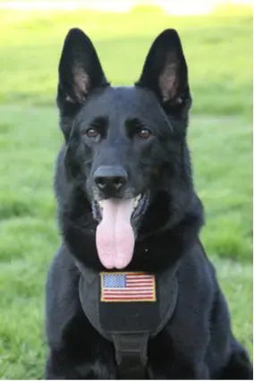 K-9 Roc, a vigilant black German Shepherd, sits proudly on the grass, vest adorned with an American flag patch and tongue out. Known for helping take a bite out of crime, this skilled canine is integral in burglary suspect capture operations.