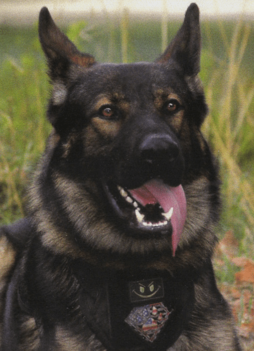 A German Shepherd named K-9 Ozzy sits in a grassy area with its tongue out, proudly wearing a protective vest.