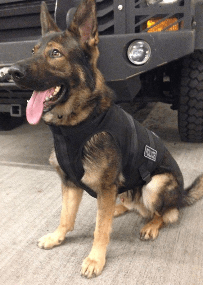 A German Shepherd sporting a black police vest sits attentively in front of a vehicle, embodying the spirit of safety as it looks to the side with its tongue out, ready for the line of duty.