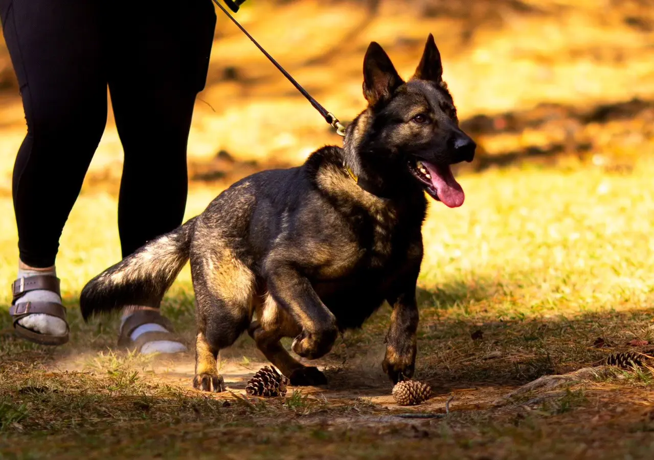 A German Shepherd, soon to become part of our K9 Officers program, walks on a leash across the grassy area, accompanied by a handler. Pine cones are scattered on the ground.