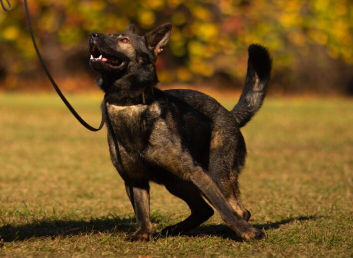 K9 Kole