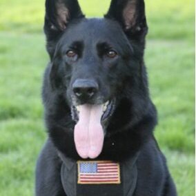 K-9 Roc, a vigilant black German Shepherd, sits proudly on the grass, vest adorned with an American flag patch and tongue out. Known for helping take a bite out of crime, this skilled canine is integral in burglary suspect capture operations.