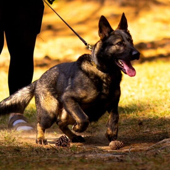 A German Shepherd, soon to become part of our K9 Officers program, walks on a leash across the grassy area, accompanied by a handler. Pine cones are scattered on the ground.