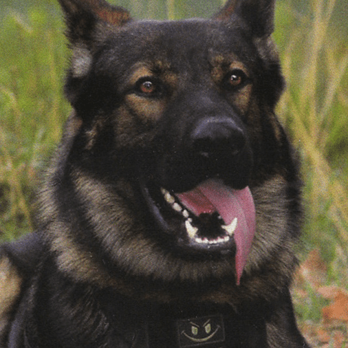 A German Shepherd named K-9 Ozzy sits in a grassy area with its tongue out, proudly wearing a protective vest.