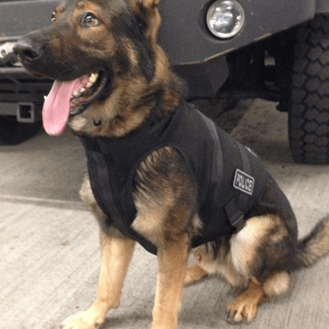 A German Shepherd sporting a black police vest sits attentively in front of a vehicle, embodying the spirit of safety as it looks to the side with its tongue out, ready for the line of duty.